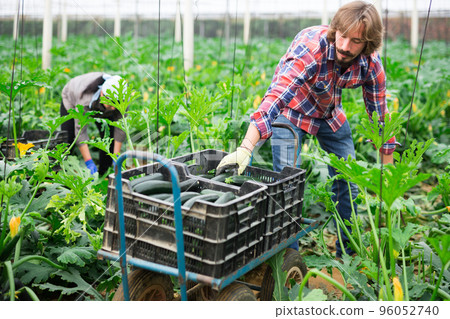 adult farmers picking cocozelles in huge hothouse 96052740
