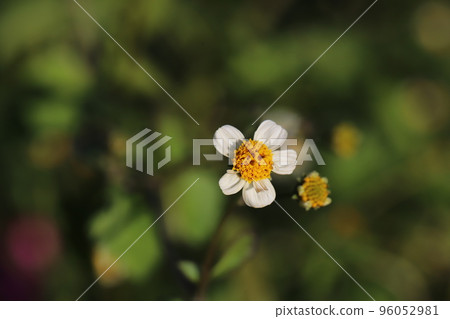 Blooming flowers in autumn field in Japan 96052981