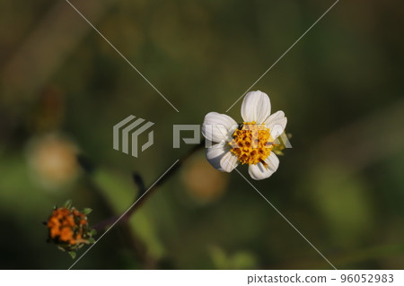 日本秋田盛開的花朵 96052983