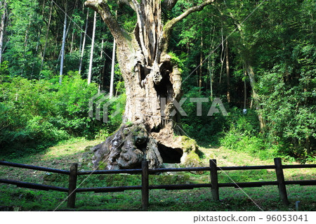 武雄神社的神樹武雄奧須 武雄神社的神樹武雄奧須 96053041