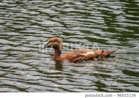 Ruddy Shelduck, or red duck, lat. Tadorna ferruginea, swimming on a lake. Ruddy Shelduck, or red duck, lat. Tadorna ferruginea, swimming on a lake. 96053139