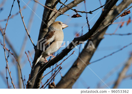 Shime Shime 96053362