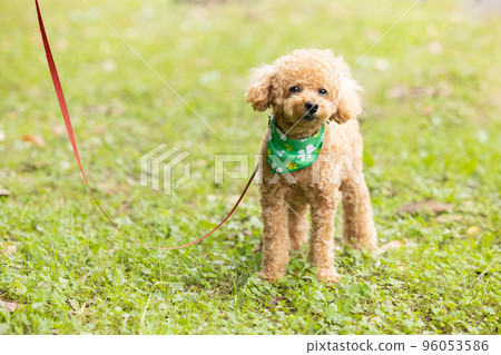toy poodle taking a walk 96053586