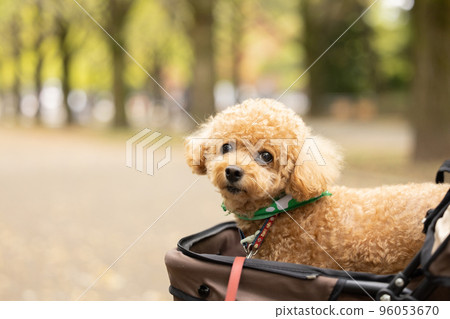 推車上的玩具貴賓犬 推車上的玩具貴賓犬 96053670