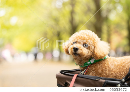 推車上的玩具貴賓犬 96053672