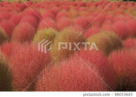 Kochia in the park 96053685