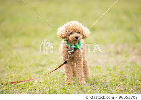 toy poodle taking a walk 96053702