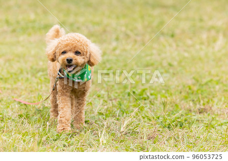 toy poodle taking a walk 96053725
