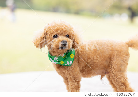 玩具貴賓犬散步 玩具貴賓犬散步 96053767