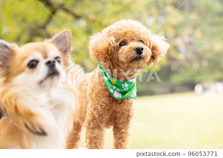 toy poodle taking a walk 96053771