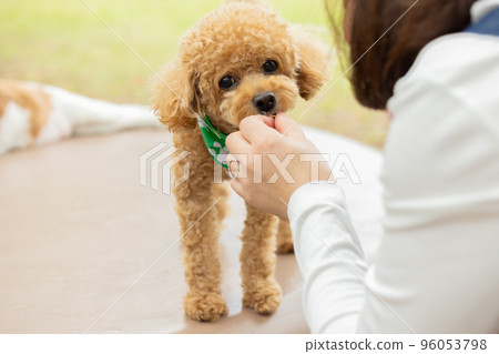 玩具貴賓犬散步 玩具貴賓犬散步 96053798