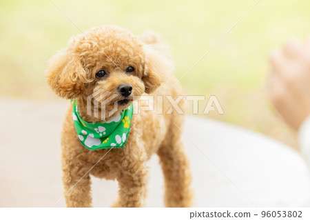 玩具貴賓犬散步 96053802