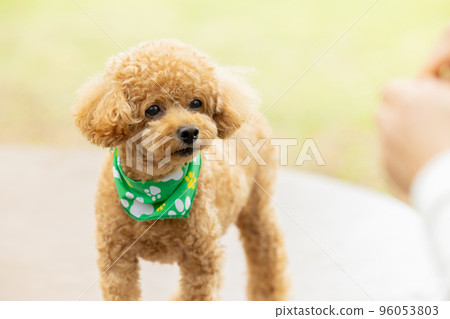 玩具貴賓犬散步 96053803