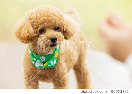 toy poodle taking a walk 96053831