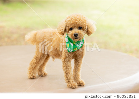 玩具貴賓犬散步 玩具貴賓犬散步 96053851