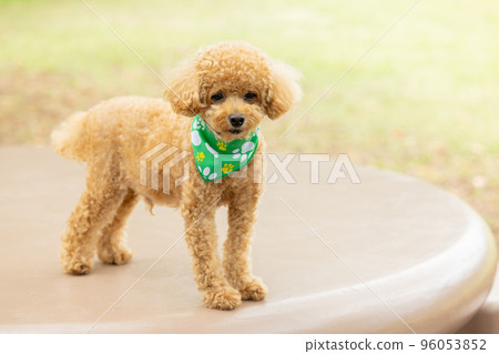 玩具貴賓犬散步 玩具貴賓犬散步 96053852