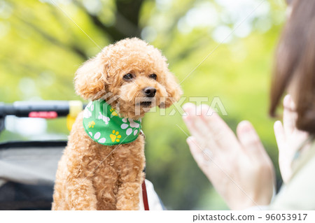 推車上的玩具貴賓犬 推車上的玩具貴賓犬 96053917