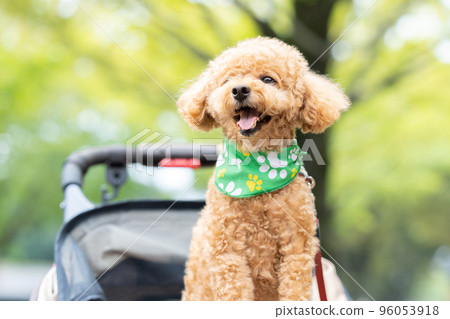 toy poodle on a cart 96053918