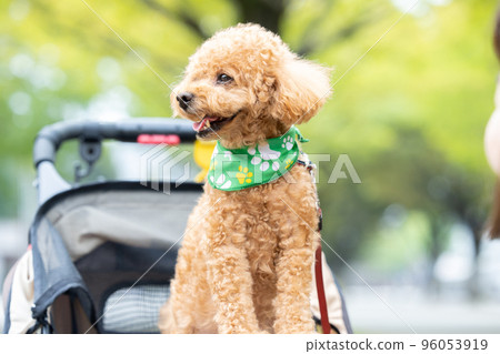 toy poodle on a cart toy poodle on a cart 96053919