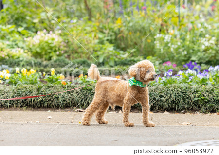 玩具貴賓犬散步 玩具貴賓犬散步 96053972