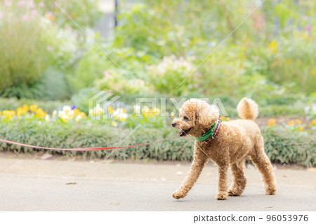toy poodle taking a walk 96053976