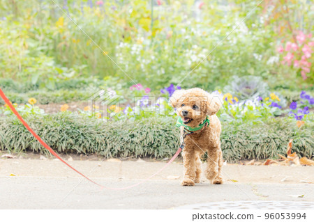 玩具貴賓犬散步 玩具貴賓犬散步 96053994