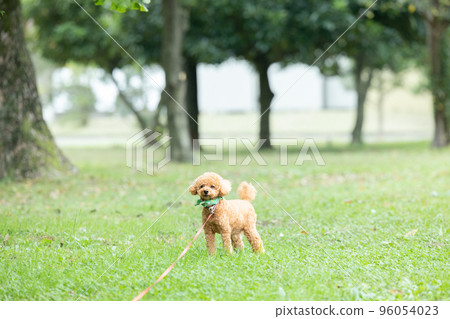 toy poodle taking a walk toy poodle taking a walk 96054023