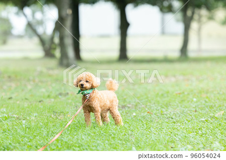 toy poodle taking a walk toy poodle taking a walk 96054024