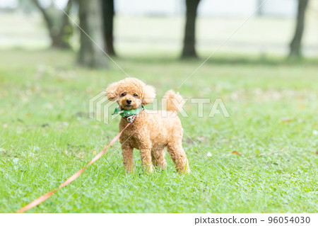 玩具貴賓犬散步 96054030