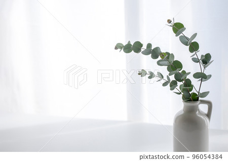 Eucalyptus plant background material 96054384
