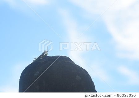 Praying mantis silhouette on the stone Praying mantis silhouette on the stone 96055050