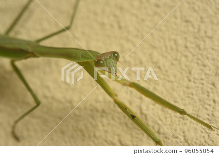 Praying mantis clinging to the outer wall of the house even though it's already cold Praying mantis clinging to the outer wall of the house even though it's already cold 96055054