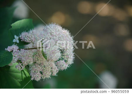 Yama hydrangea at Umenomiya Taisha Shrine Yama hydrangea at Umenomiya Taisha Shrine 96055059