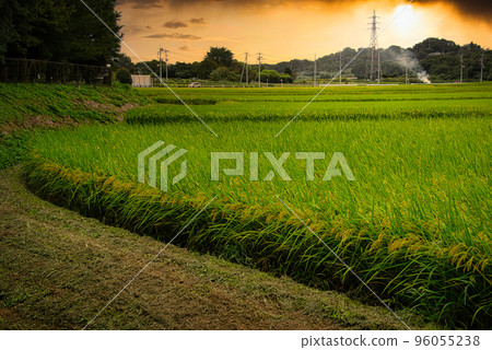 收割早了一點，稻穗的綠葉還在生長的田園風光。 96055238