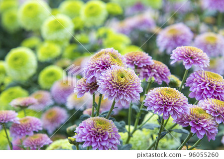 可愛的菊花花 可愛的菊花花 96055260