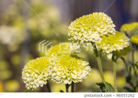 Cute chrysanthemum flower Cute chrysanthemum flower 96055262