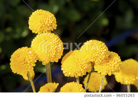 Cute chrysanthemum flower Cute chrysanthemum flower 96055263