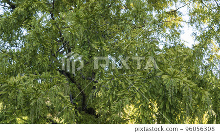 Metasequoia branches with hanging male inflorescences with buds/October, Cupressaceae 96056308