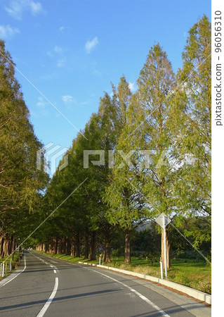 牧野高原上的水杉樹映襯著藍天/ 10月，滋賀縣高島市 96056310