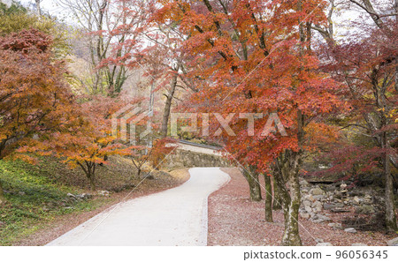 長城白楊寺 美麗的秋楓林 96056345