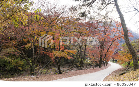 長城白楊寺 美麗的秋楓林 96056347