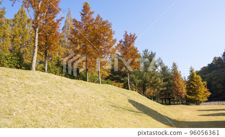 Autumn Scenery at Damyang Metasequoia Park 96056361