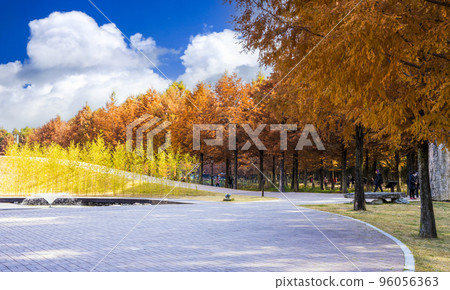 Autumn Scenery at Damyang Metasequoia Park 96056363