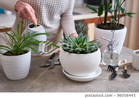 Woman watering Potted House plants with watering can 96056445