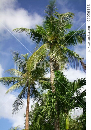 palm trees guam palm trees guam 96056538