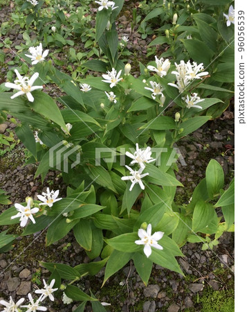 White lesser cuckoo White lesser cuckoo 96056539
