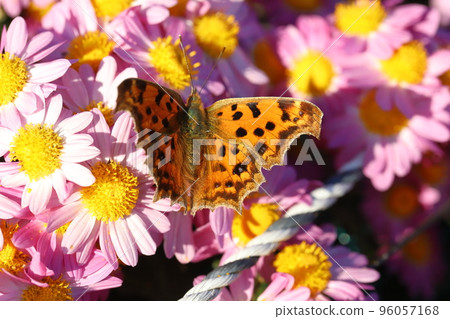 日本秋季花園中盛開的粉紅色菊花中的Kitateha蝴蝶吮吸花蜜 日本秋季花園中盛開的粉紅色菊花中的Kitateha蝴蝶吮吸花蜜 96057168