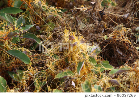Parasitic plant dodder on trees in a city park. Parasitic plant dodder on trees in a city park. 96057269