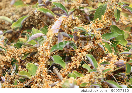 Parasitic plant dodder on trees in a city park. Parasitic plant dodder on trees in a city park. 96057510