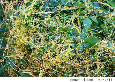 Parasitic plant dodder on trees in a city park. Parasitic plant dodder on trees in a city park. 96057511